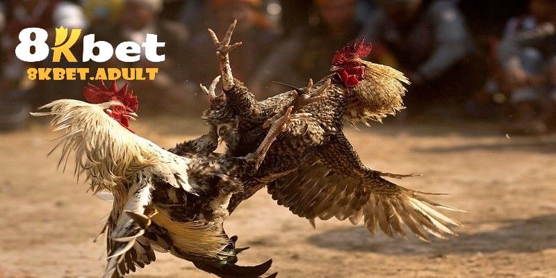 Trải nghiệm thỏa thích các cửa cược có mặt tại đá gà 8KBET