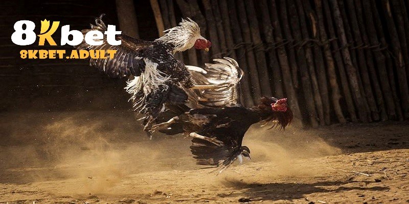 Điểm danh các sảnh chơi đá gà 8KBET hàng đầu hiện nay