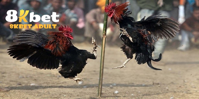 Đôi nét về đá gà 8KBET